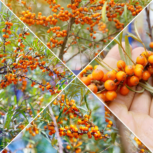 Sea buckthorn harvesting collage. Sea buckthorn in garden. Collage. Square format photo