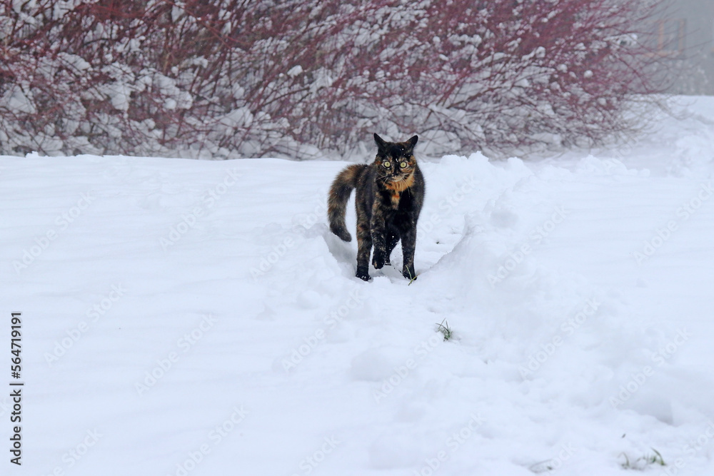 Lustiges Foto von einer jungen Schildpatt Katze im Winter im Schnee