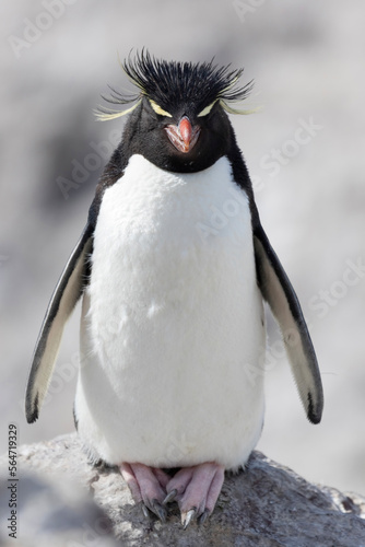 Adulto de Pinguino Penacho Amarillo, Eudyptes chrysocome. Isla Pinguino, Puerto Deseado, Santa Cruz, Argentina. Mar atlantico Argentino.