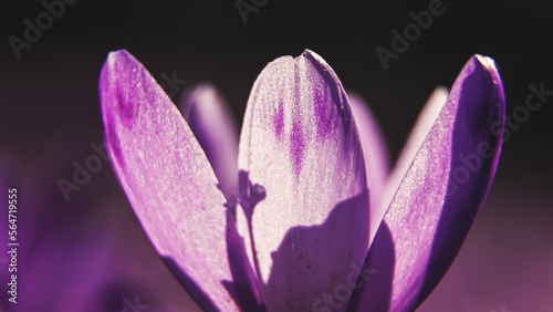 Photos Spring background with purple Crocus iridaceae blooming in early spring