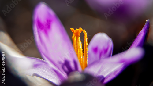 Spring background with purple Crocus iridaceae blooming in early spring. Crocus iridaceae , macro, background
