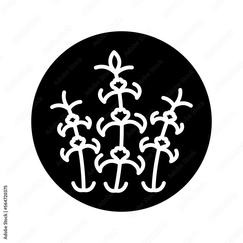 Melissa сolor line icon. Pictogram for web page