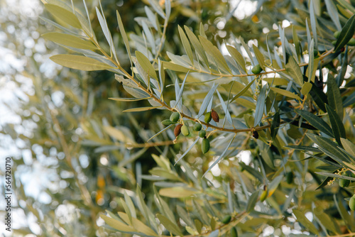 Olive tree in soft summer light