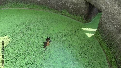 Rural scene with cat looking from outside through window willing to get inside the house