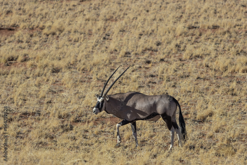 Fototapeta premium oryx antelope in the savanna