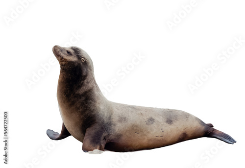 Cute sealion, sea mammal, isolated