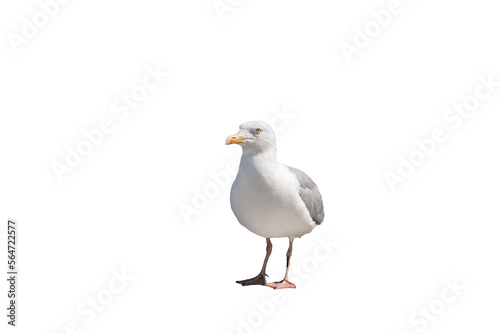 Photography White seagull with serious emotion,        isolated