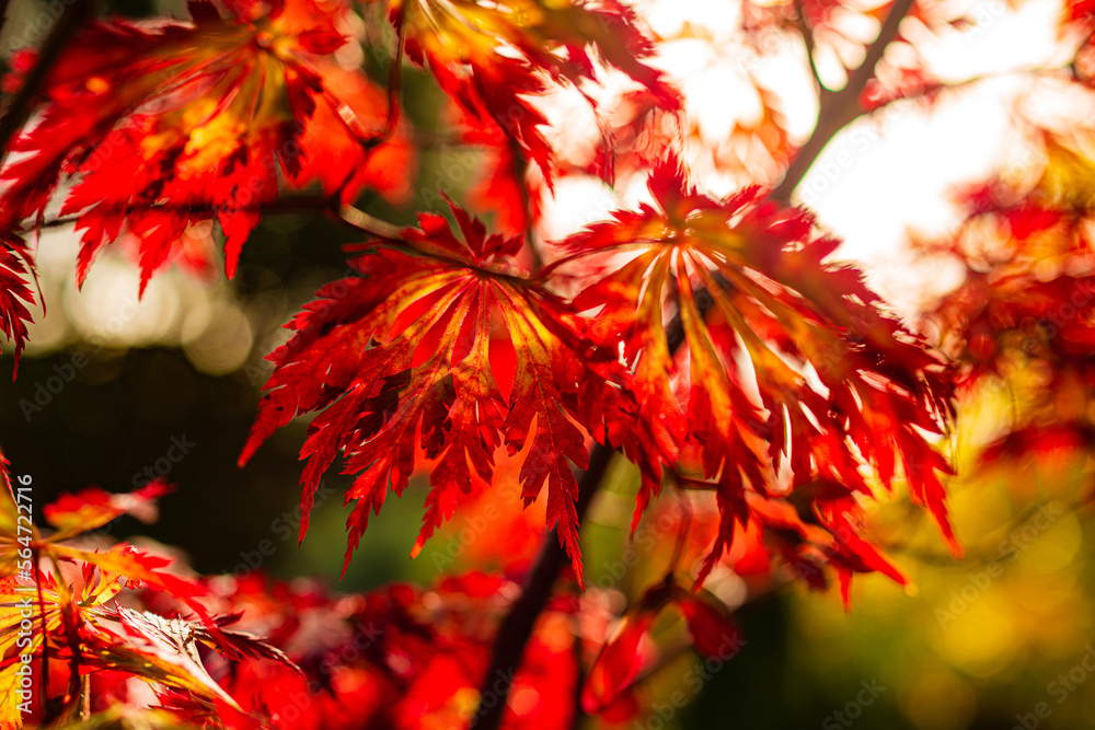 red maple leaves in autumn. blurred background red maple leaves in autumn. blurred background