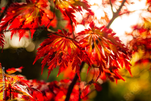 red maple leaves in autumn. blurred background
