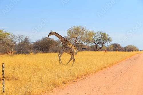 Giraffe in natural habitat in Waterbeg Plateau National Park. Namibia.