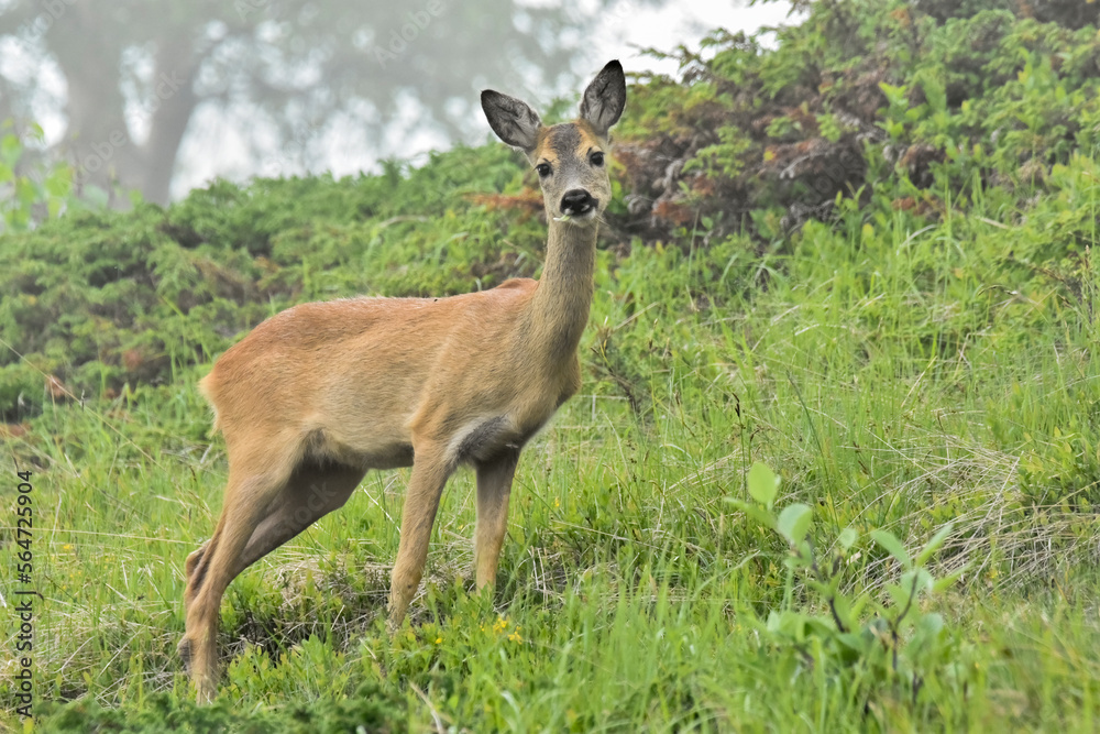 Cute european female Roe deer (Capreolus capreolus) grazing in an alpine meadow on a summer foggy day, Italian Alps.