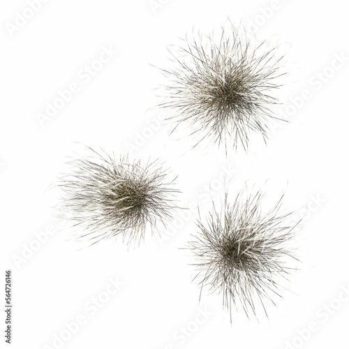 wild field grass  top view  isolated on white background  3D illustration  cg render