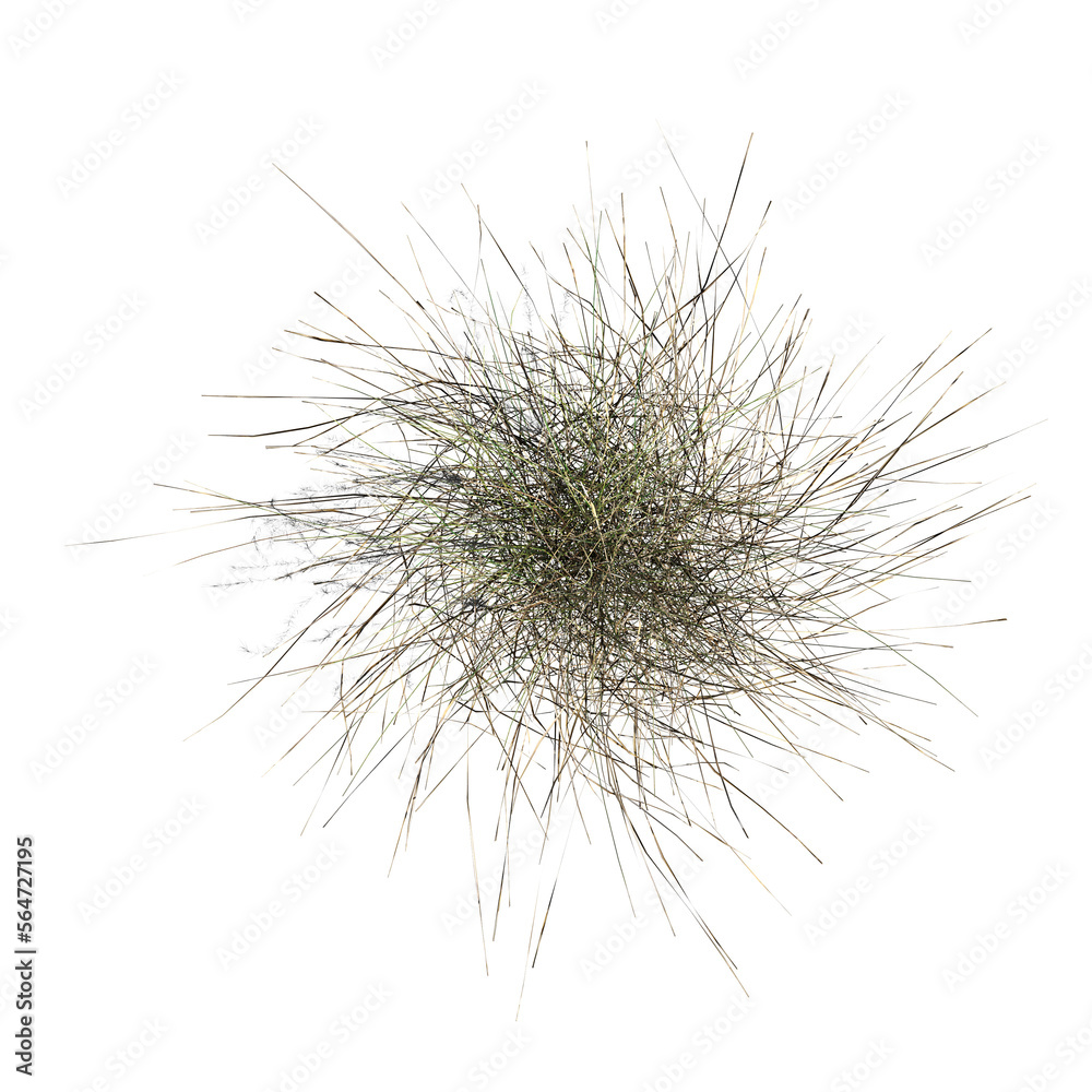 wild field grass, top view, isolated on a transparent background, 3D illustration, cg render