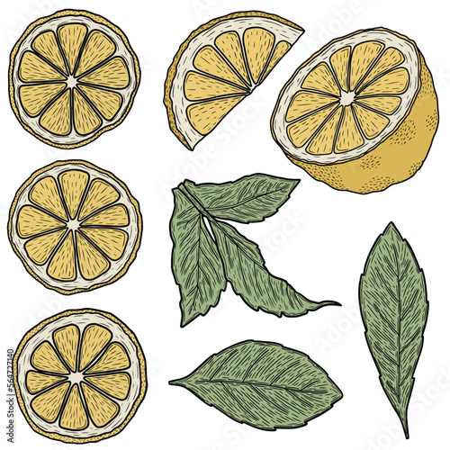 Collection of lemons and leaves. Big set of minimalistic citrus fruit, vector art