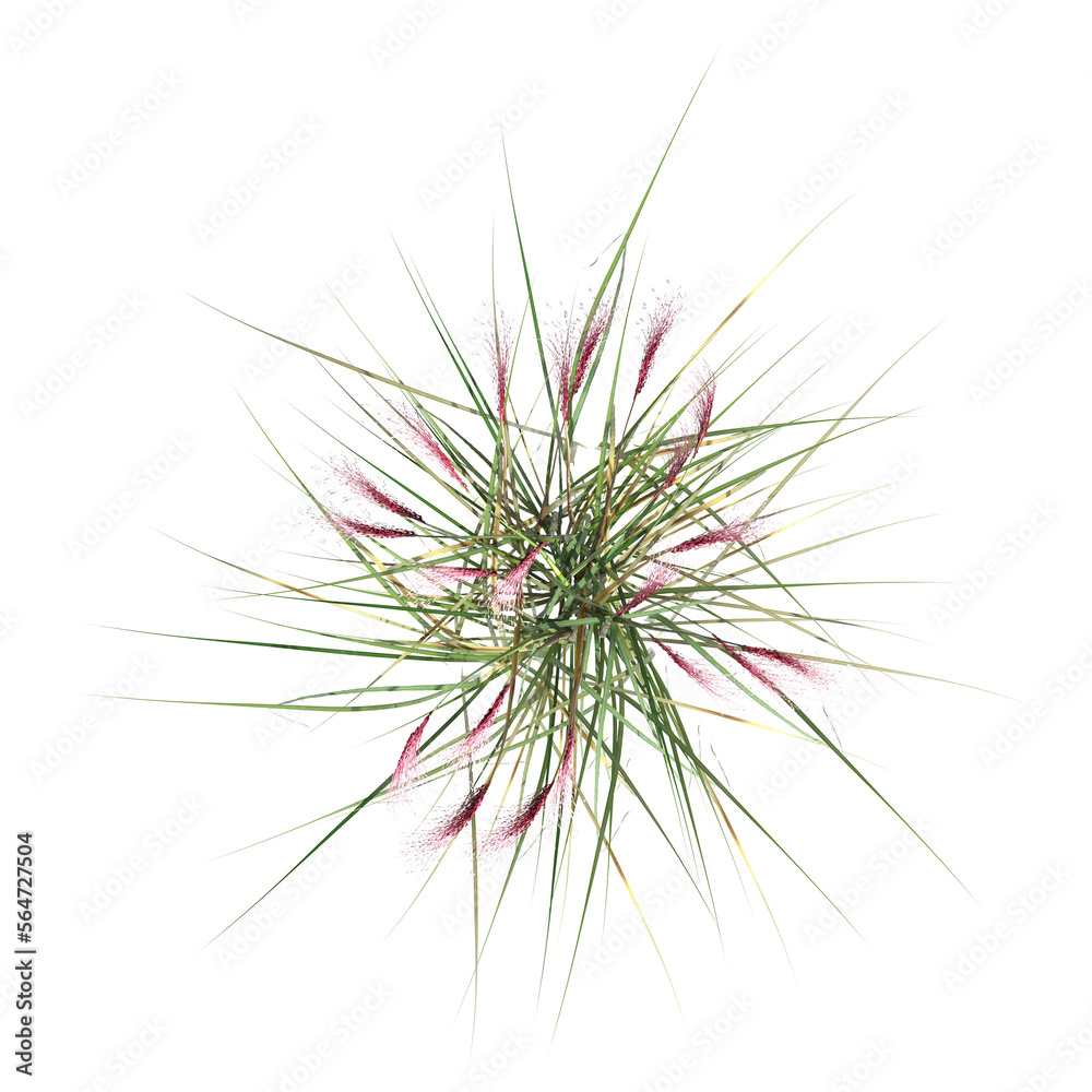 wild field grass, top view, isolated on a transparent background, 3D illustration, cg render wild field grass, top view, isolated on a transparent background, 3D illustration, cg render