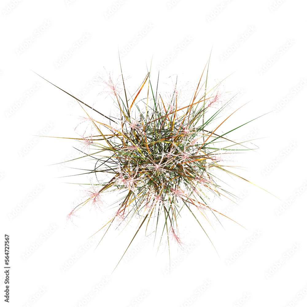 wild field grass, top view, isolated on a transparent background, 3D illustration, cg render wild field grass, top view, isolated on a transparent background, 3D illustration, cg render