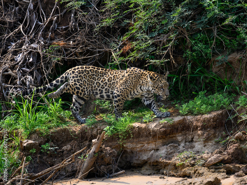 Wild Jaguar walking on river s precipice in Pantanal  Brazil