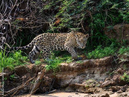 Wild Jaguar walking on river's precipice in Pantanal, Brazil