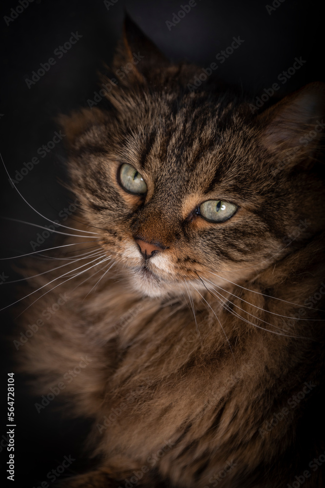 Tabby brown cat with green eyes lying on black ground in dark black room