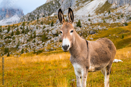 Donkey looks at the camera standing on the Passo Giau slope. 