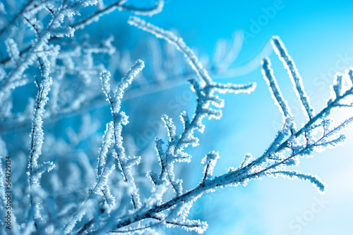 Frosty branches against the blue winter sky in the backlit sun. selective focus