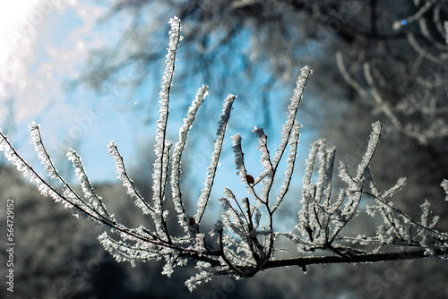 Frosty branches against the blue winter sky in the backlit sun. selective focus