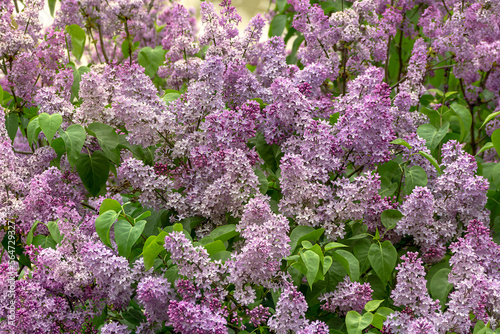 Lilac thickets of blooming lilac, floral background with soft focus.