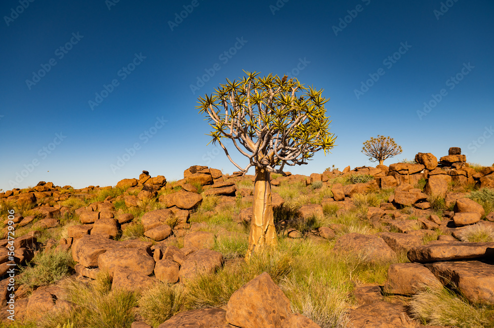 schöner Baum 