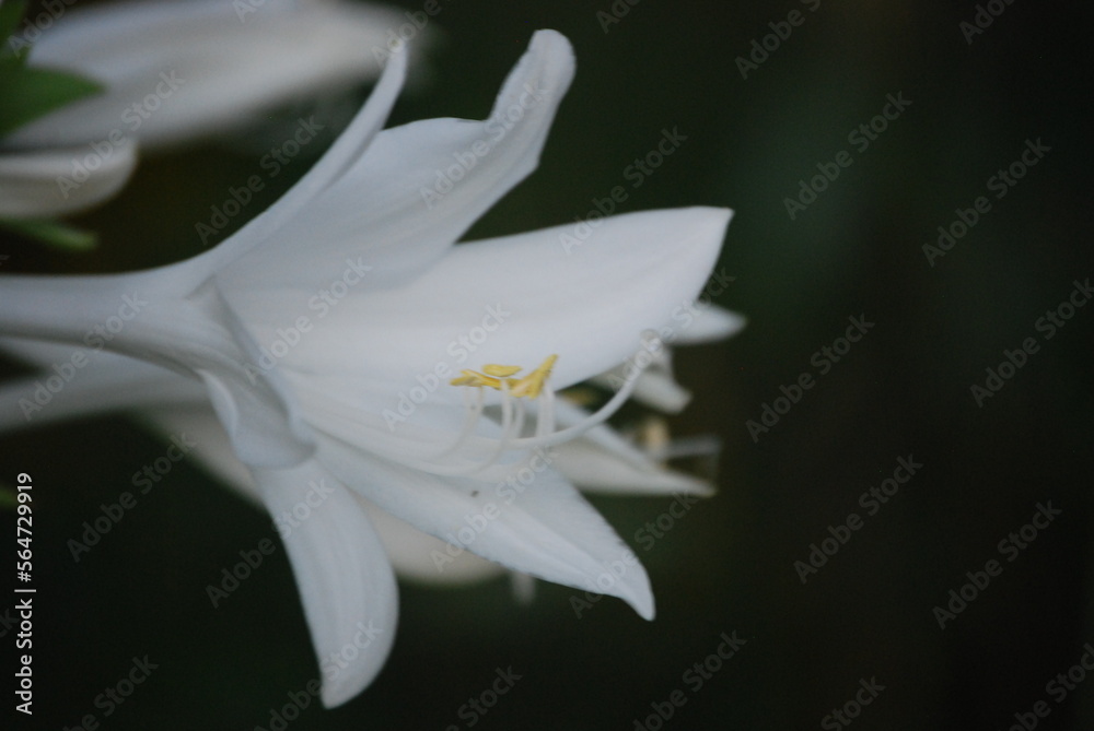 White Flower White Flower
