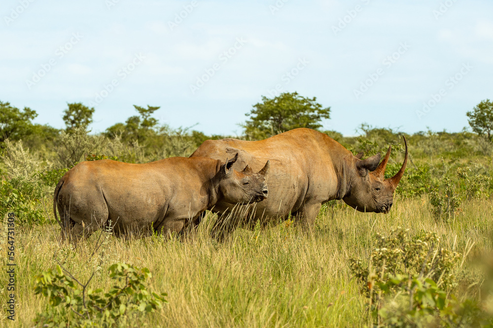 Obraz premium Nashorn mit Kind