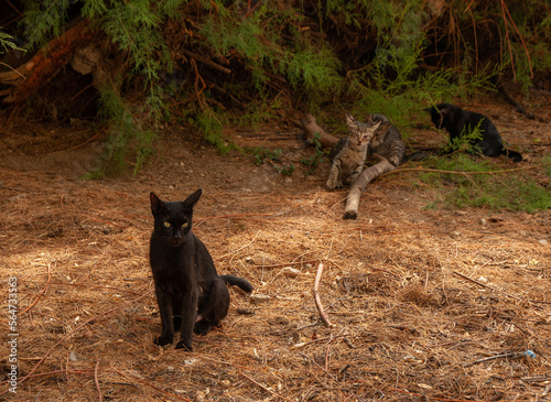 A black cat stares at other cats behind them in a park in Athens  Greece