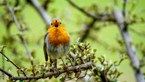 robin on branch © Dominik Bauer