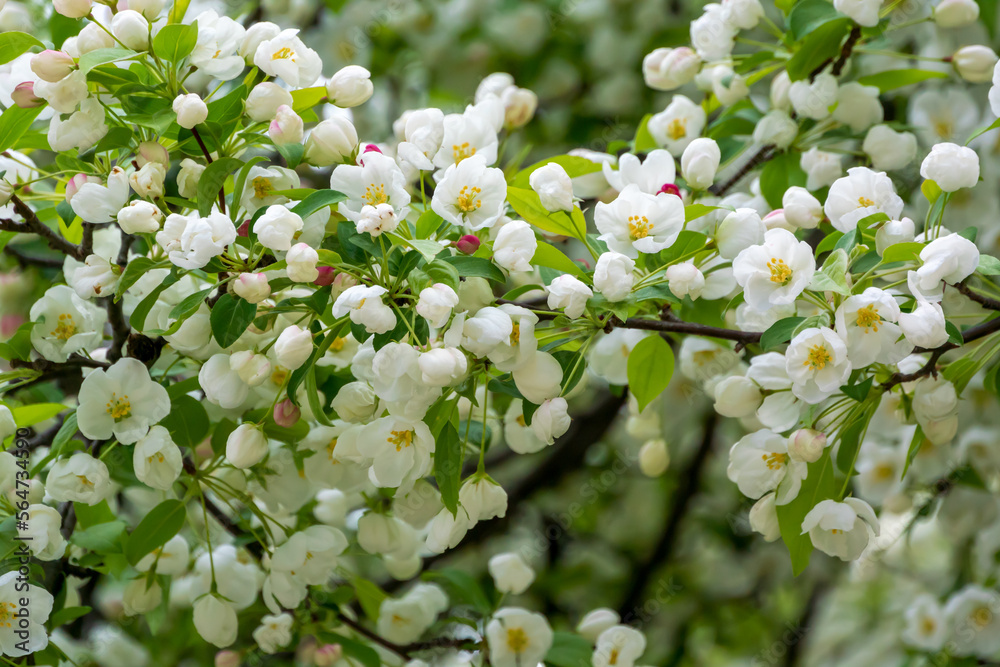 White Crabapple Blossoms On The Tree In Spring White Crabapple Blossoms On The Tree In Spring