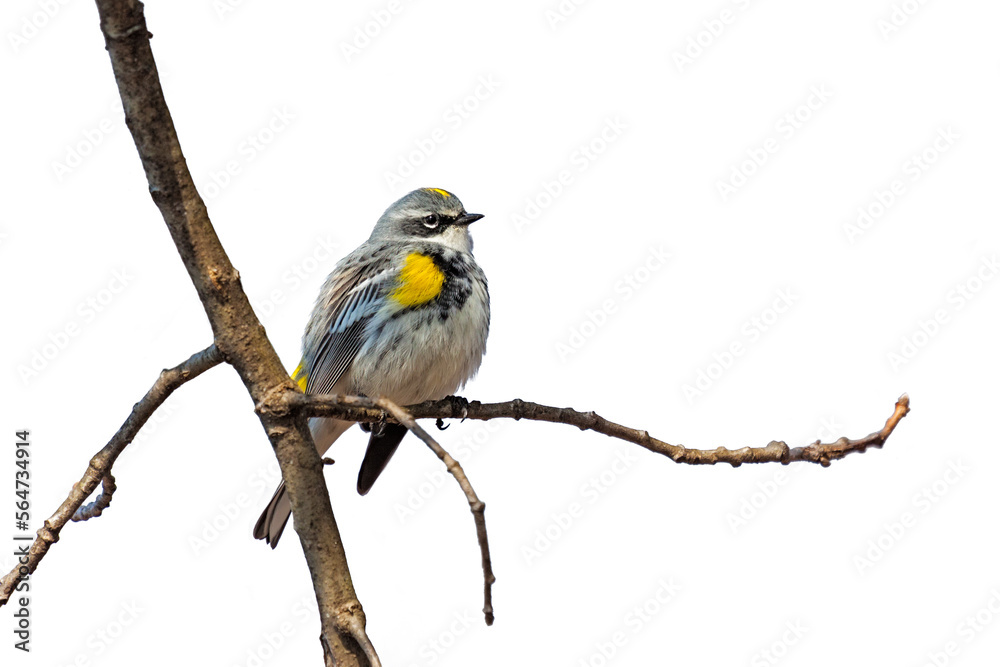 Fototapeta premium Yellow-rumped warbler on white background