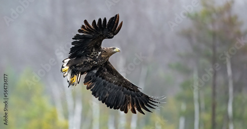 Eagle in flight, misty forest scenery in background