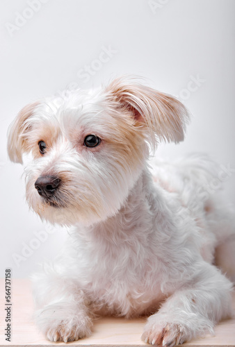 Little dog maltipu looking at side, sad unhappy puppy, isolated with copy space and place for text on white background. Lovely pet, small doggy.