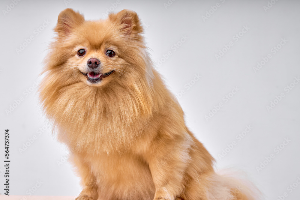 Japanese Spitz dog on Isolated Background in studio, posing at camera. portrait of lovely obedient dog with red brown hair wool fur