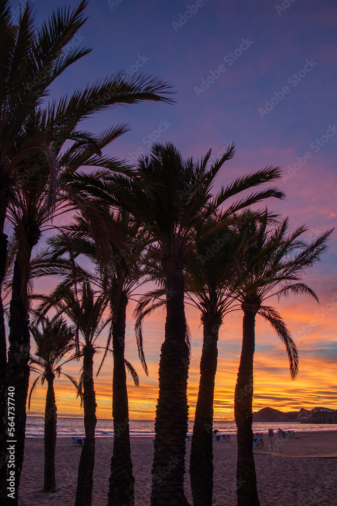 Sunset in Benidorm on the Poniente beach and the silhouette of palm trees, Spain