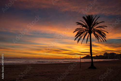 Sunset in Benidorm on the Poniente beach and the silhouette of a palm tree, Spain
