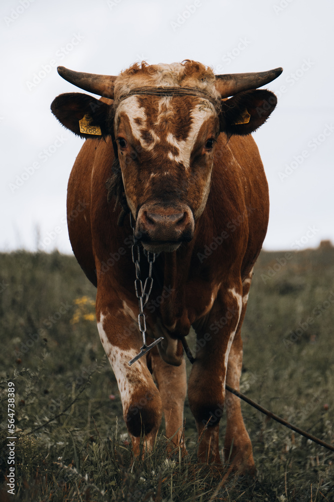 krowa - obrazy, fototapety, plakaty 