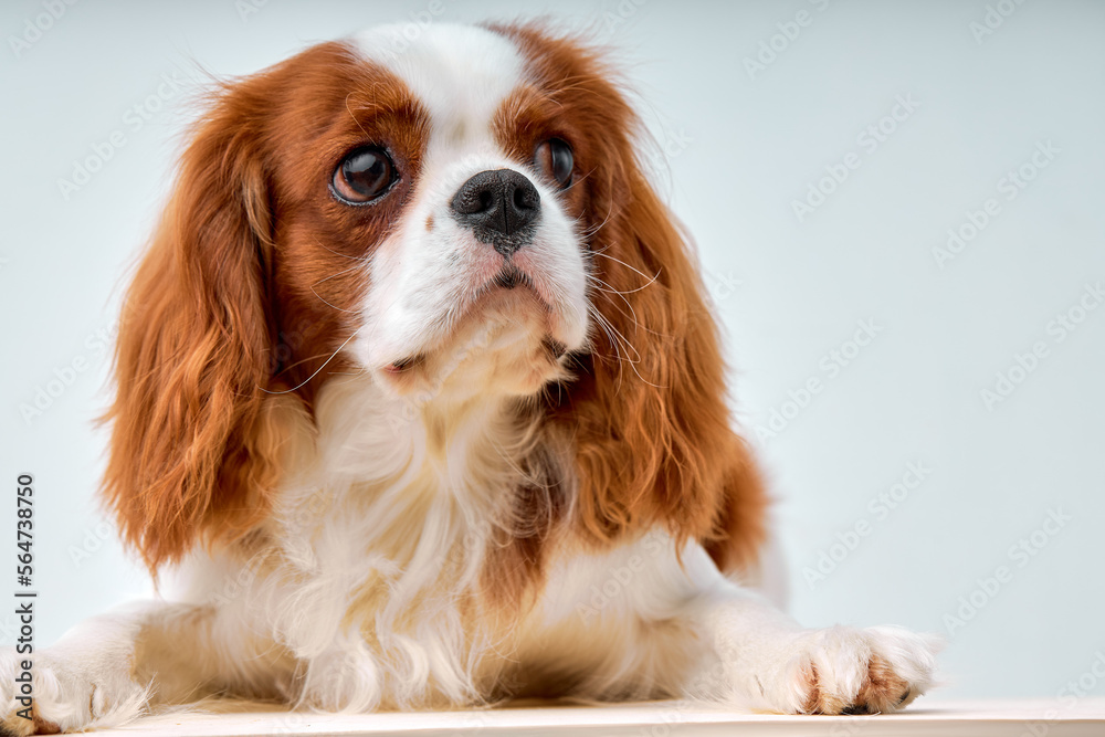 close-up portrait of dog King Charles Spaniel, white with red color wool fur dog Spaniel look at side. calm and obedient domestic animal pet for kind owners, copy space for advertisement