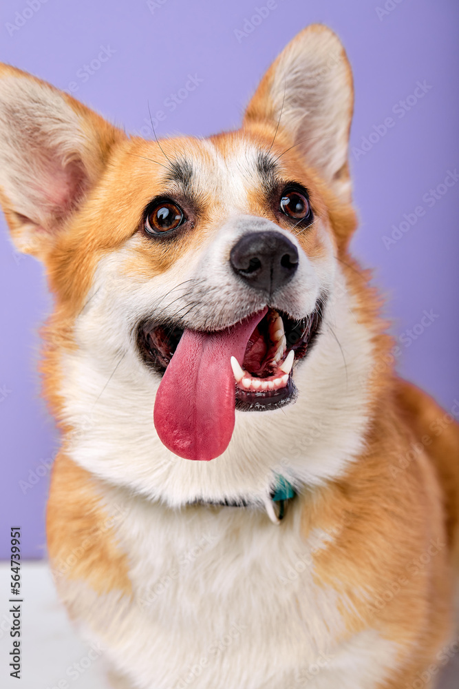 Portrait of beautiful cute corgi dog, funny happy puppy looking at side, with opened mouth showing tongue. copy space and place for text on purple studio background. Lovely pet, small doggy. Portrait of beautiful cute corgi dog, funny happy puppy looking at side, with opened mouth showing tongue. copy space and place for text on purple studio background. Lovely pet, small doggy.
