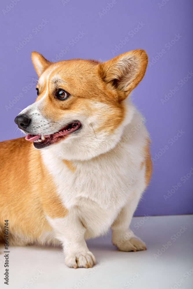 portrait of shy obedient dog breed welsh corgi pembroke smiling with tongue on purple studio background. adorable domestic animal with short body and red color look at side portrait of shy obedient dog breed welsh corgi pembroke smiling with tongue on purple studio background. adorable domestic animal with short body and red color look at side