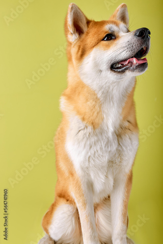 Akita Inu sitting and looking away, 2 years old, isolated on white