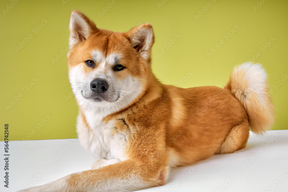 Akita Inu sitting and looking at camera with sad unhappy face, 2 years old, isolated with copy space. beautiful, Lovely pet, big red brown doggy. portrait