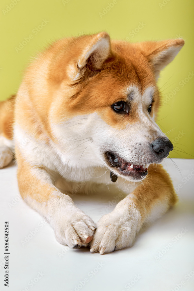 Akita Inu sitting and looking away, 2 years old, isolated on green studio background. portrait of beautiful pet animal with red ginger fur. domestic animals, pets concept