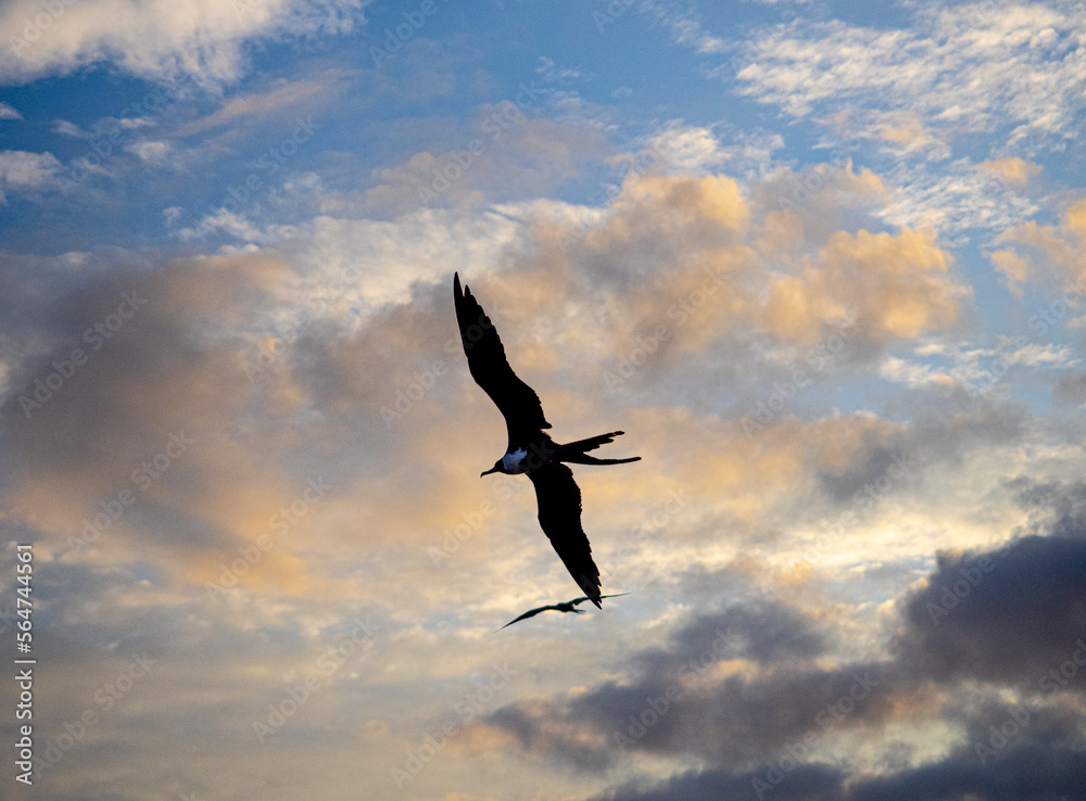 Obraz premium Pajaros volando al atardecer en Puerto Lopez, Ecuador (atardecer)