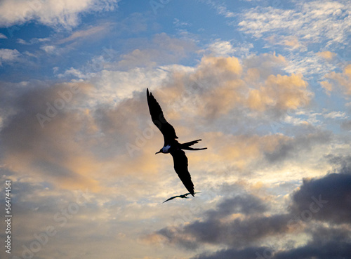 Pajaros volando al atardecer en Puerto Lopez  Ecuador  atardecer 