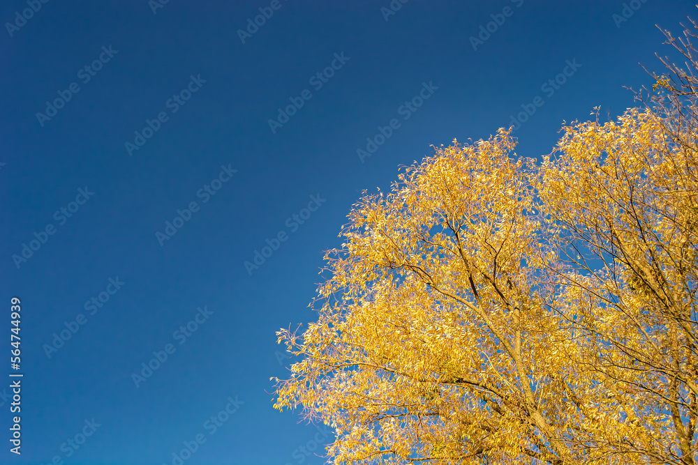 Photography on theme large beautiful autumn birch tree on background bright sky Photography on theme large beautiful autumn birch tree on background bright sky
