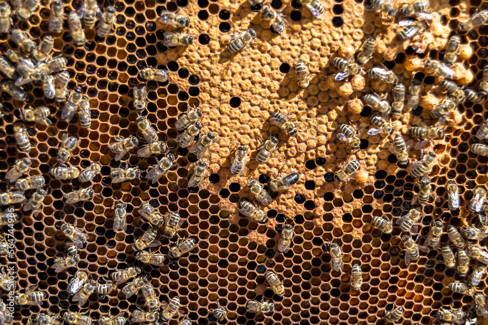 Abstract hexagon structure is honeycomb from bee hive filled Abstract hexagon structure is honeycomb from bee hive filled